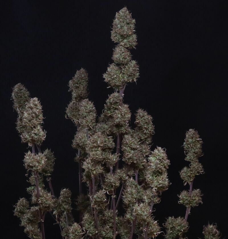 Sour Jealousy Auto, Фасовка: 3, изображение 19